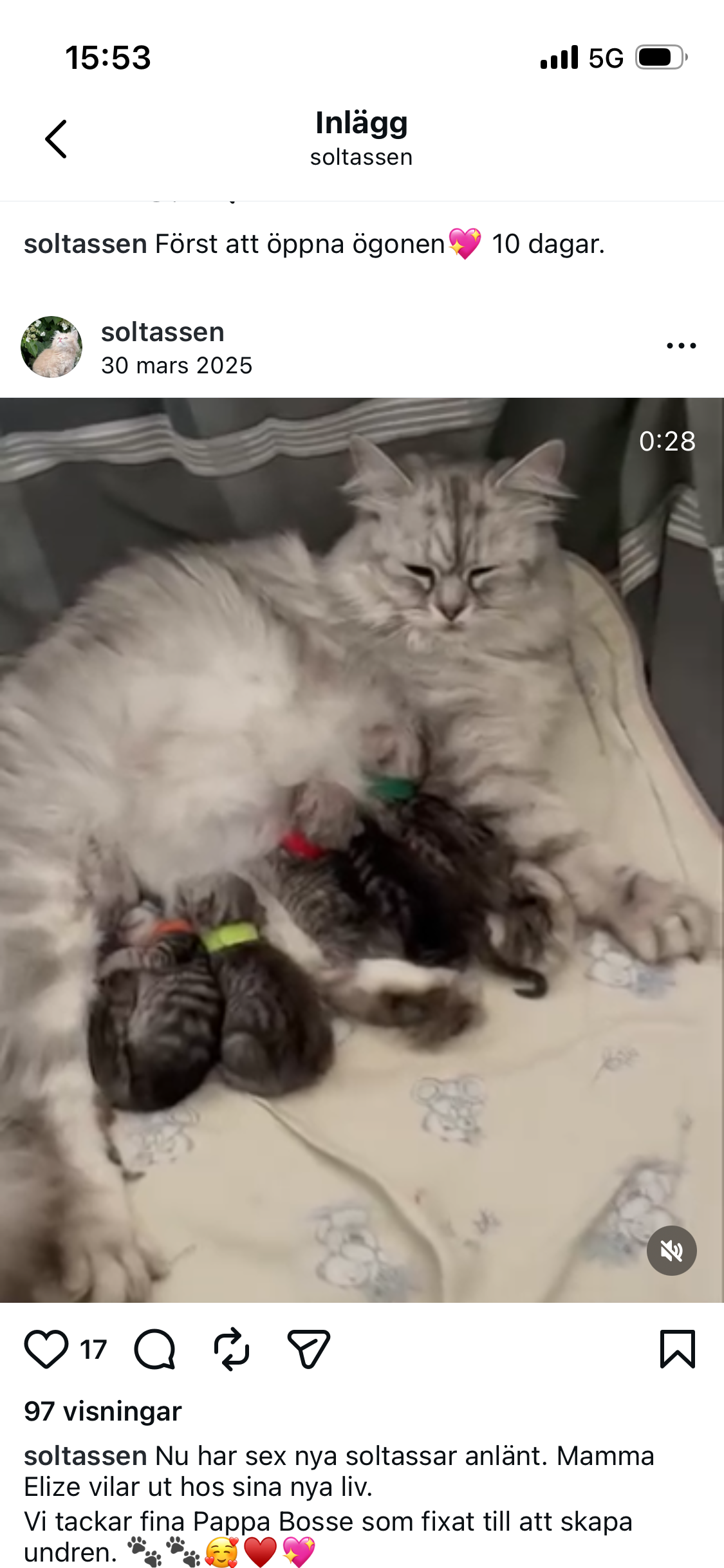 Elize med sina kattungar