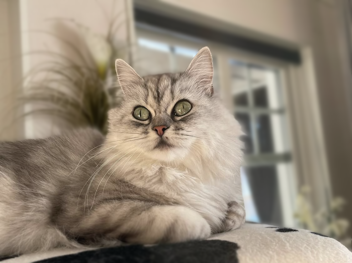 Bild på katt Elize