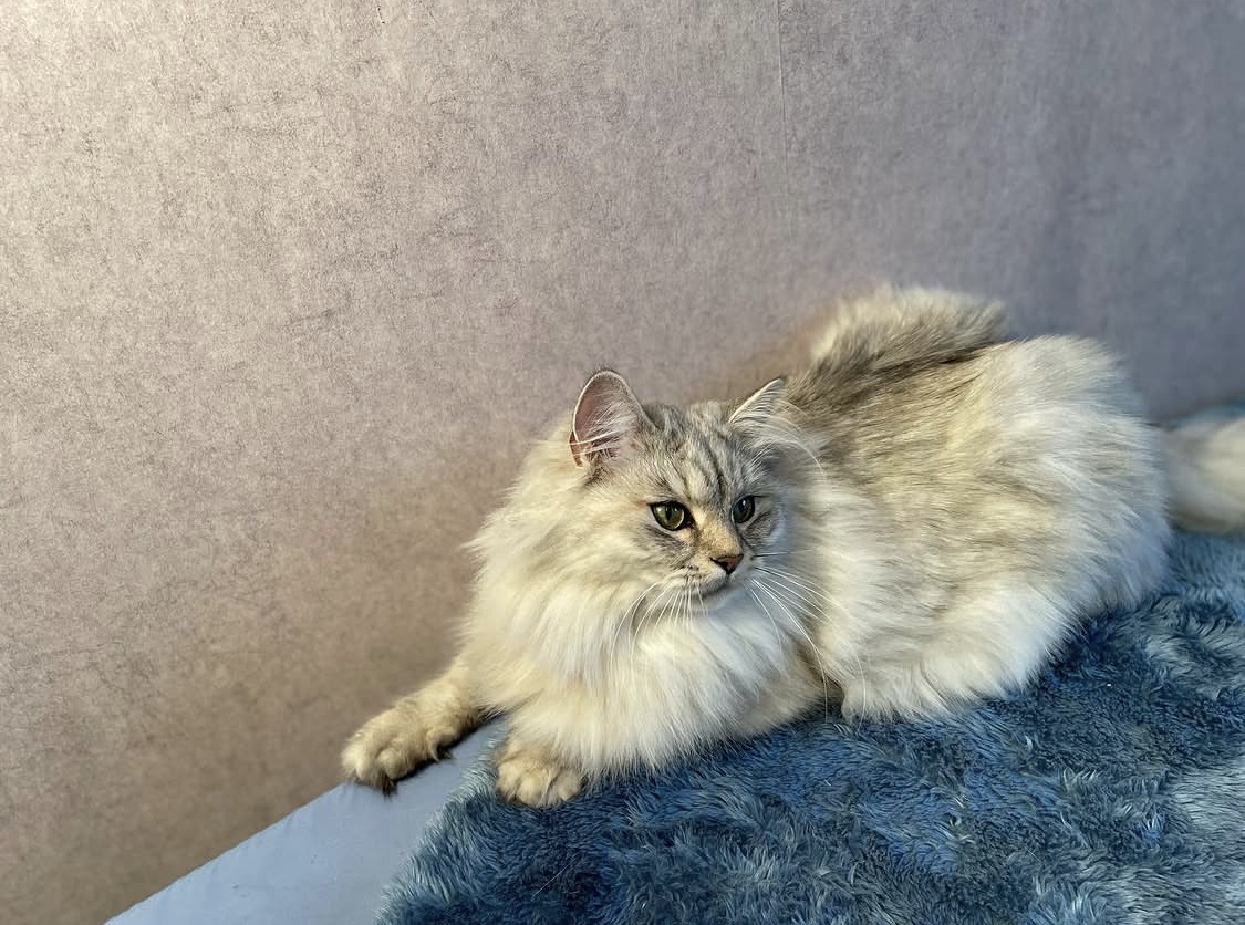 Kickan ligger och spanar