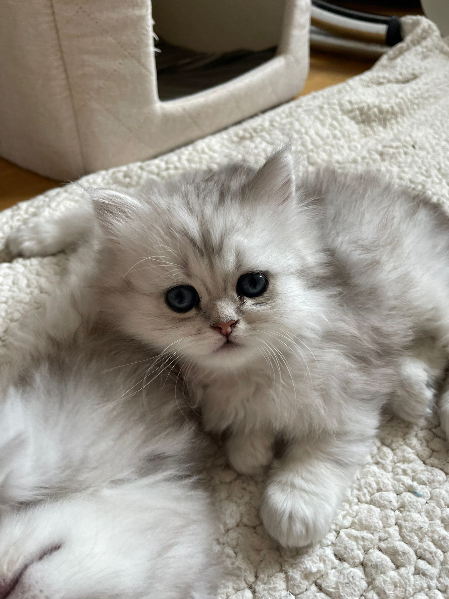 Pinja