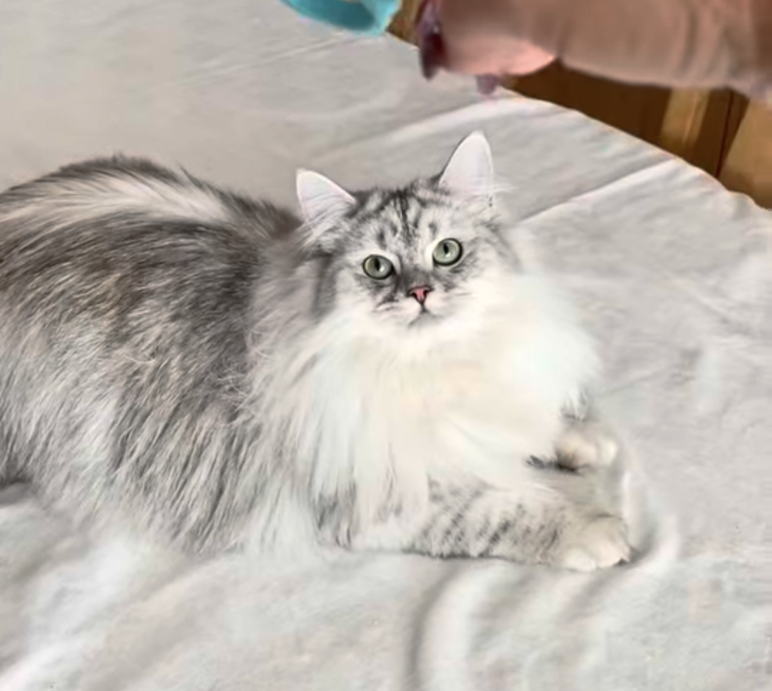 Zuck väntar på att leksak ska kastas