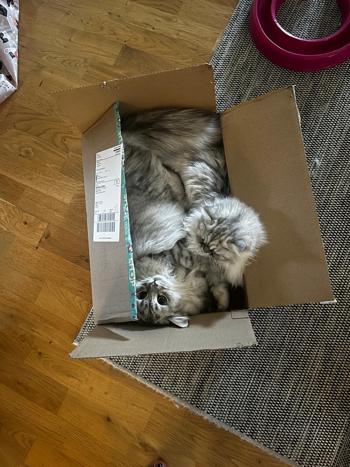 Kattunge i hemmiljö