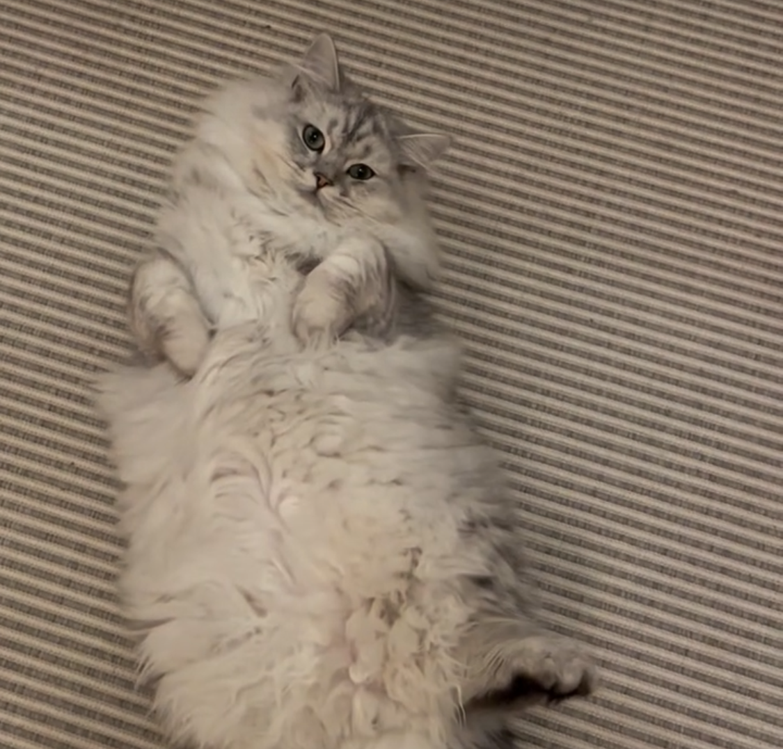 Zuck ligger på rygg och visar sin lurviga mage